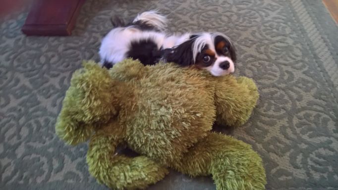 File:Dog-and-toy.jpg